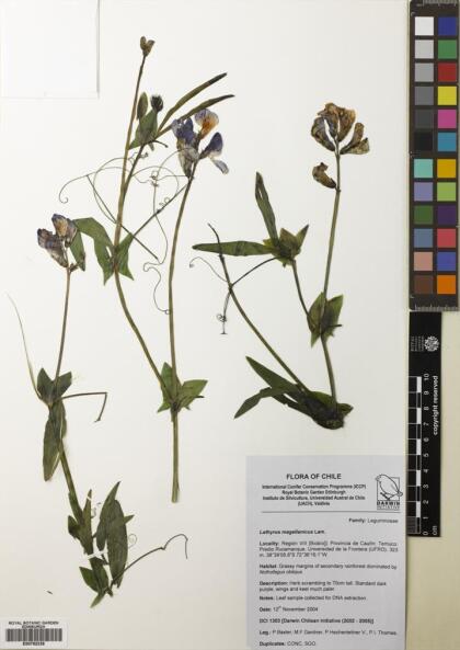 Lathyrus magellanicus [Espécimen: ]
