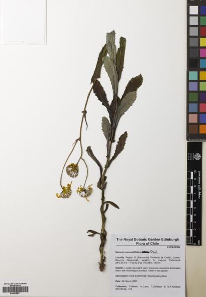 Senecio prenanthifolius [Espécimen: ]