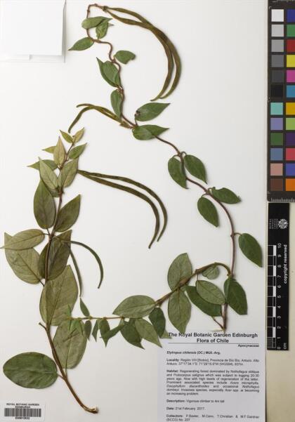 Elytropus chilensis [Espécimen: ]