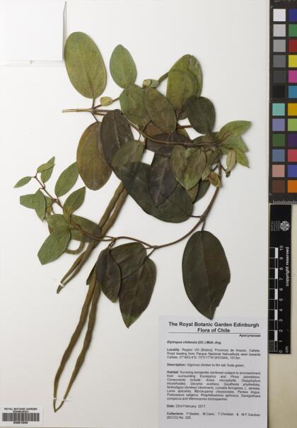 Elytropus chilensis [Espécimen: ]