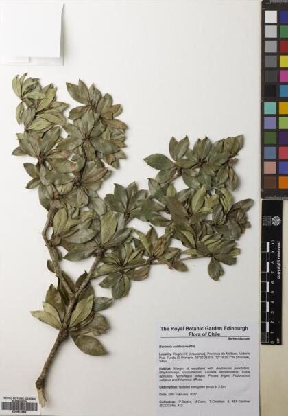 Berberis valdiviana [Espécimen: ]