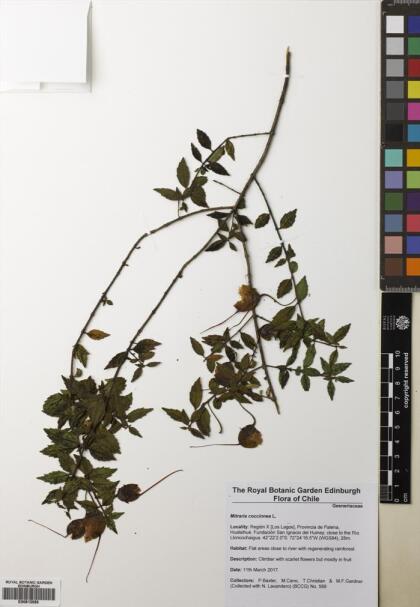 Mitraria coccinea [Espécimen: ]