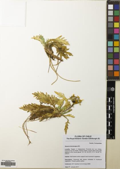 Senecio breviscapus [Espécimen: ]