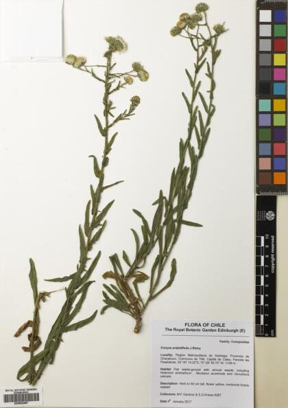 Conyza arabidifolia [Espécimen: ]