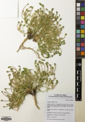 Lepidium rahmeri [Espécimen: ]