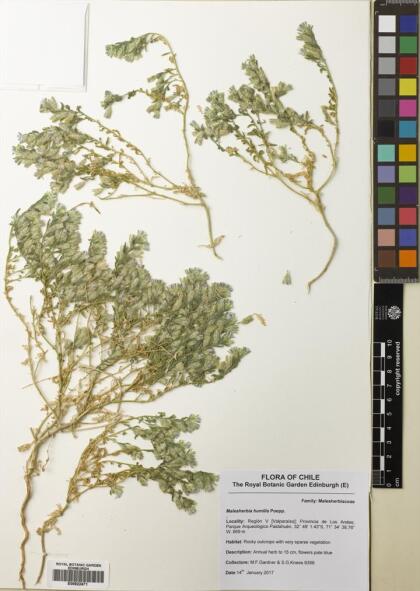 Malesherbia humilis var. humilis [Espécimen: ]