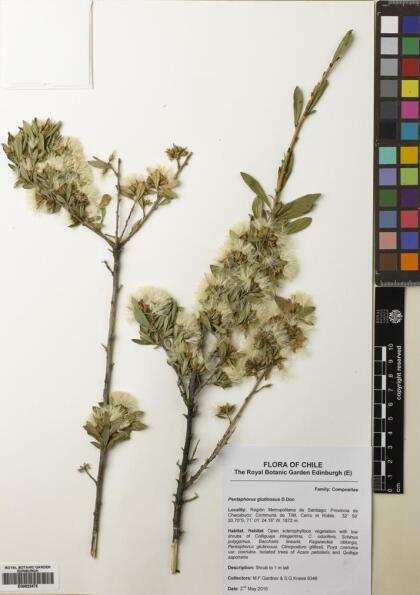 Gochnatia foliolosa var. foliolosa [Espécimen: ]