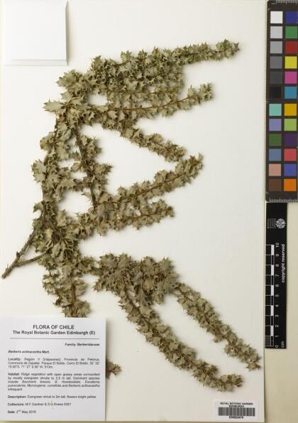 Berberis actinacantha [Espécimen: ]