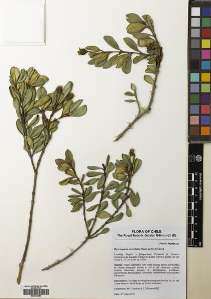Myrceugenia correifolia [Espécimen: ]