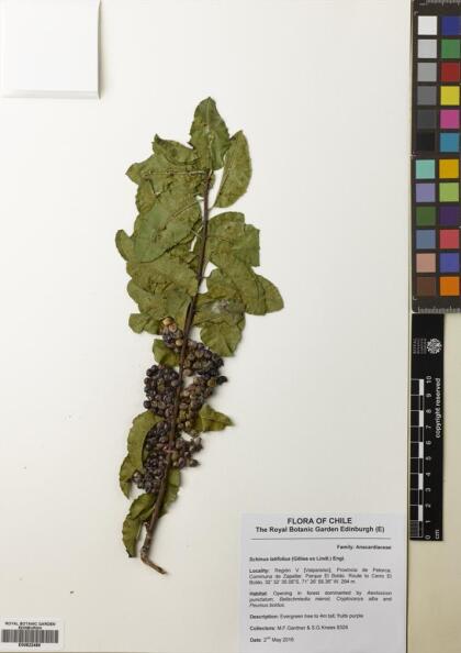 Schinus latifolia [Espécimen: ]