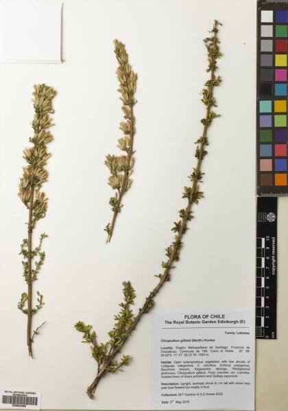 Gardoquia gilliesii [Espécimen: ]