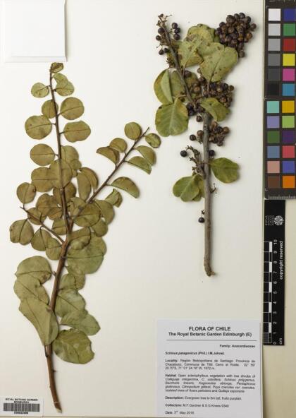 Schinus patagonica [Espécimen: ]