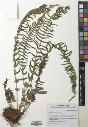 Blechnum hastatum [Espécimen: ]