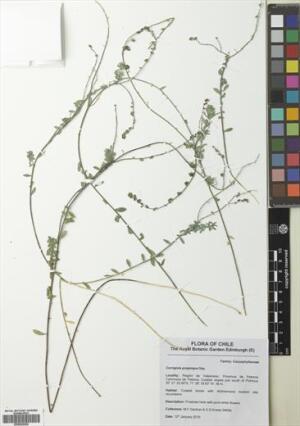 Corrigiola propinqua [Espécimen: ]