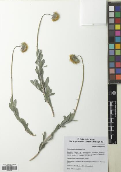 Haplopappus uncinatus [Espécimen: ]