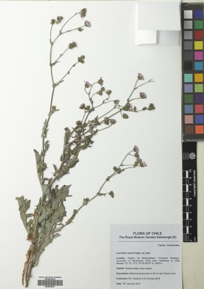 Leucheria rosea [Espécimen: ]