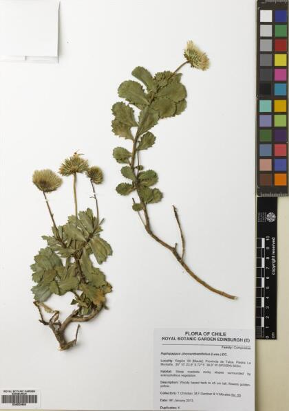 Haplopappus maulinus [Espécimen: ]