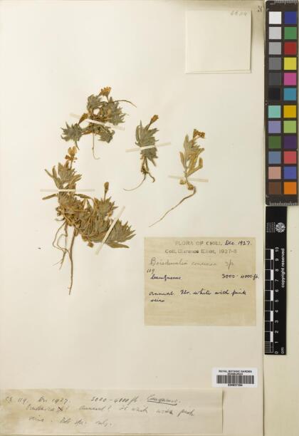 Epilobium subdentatum [Espécimen: ]