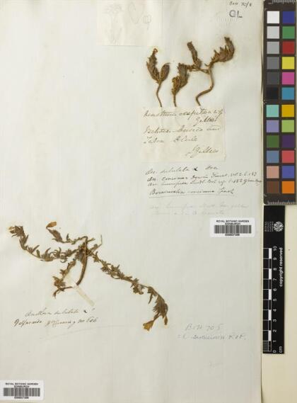 Epilobium subdentatum [Espécimen: ]