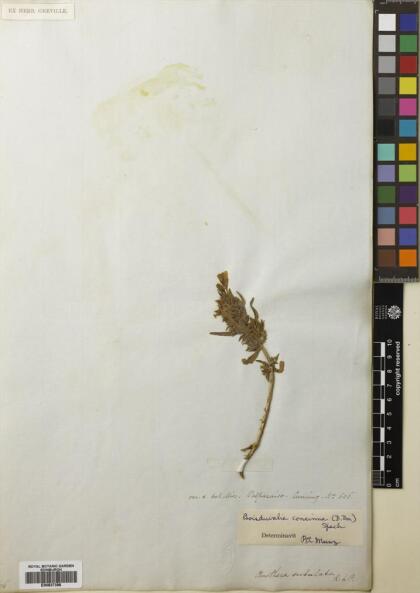 Epilobium subdentatum [Espécimen: ]