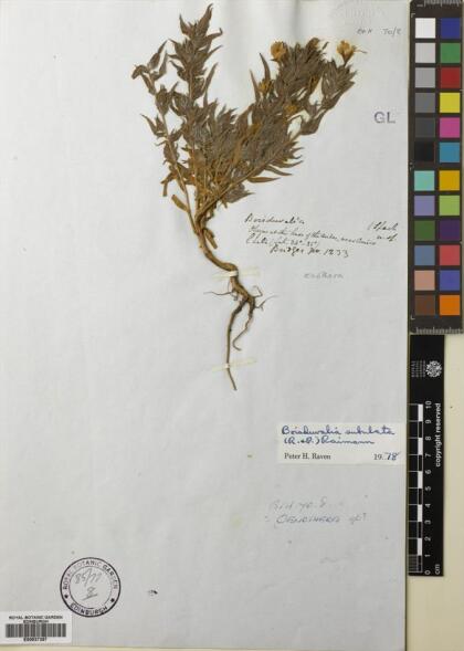 Epilobium subdentatum [Espécimen: ]