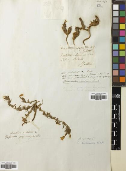 Epilobium subdentatum [Espécimen: ]
