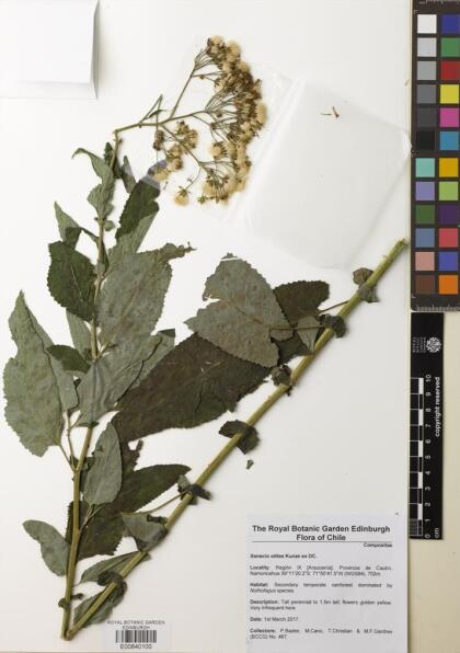 Pelseria otites [Espécimen: ]
