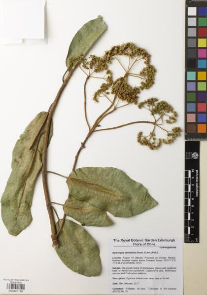 Hydrangea serratifolia [Espécimen: ]