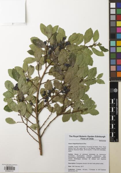 Azara integrifolia [Espécimen: ]