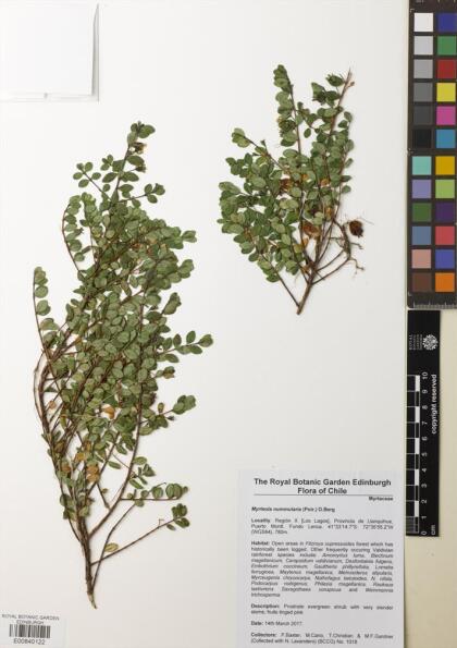 Myrteola nummularia [Espécimen: ]
