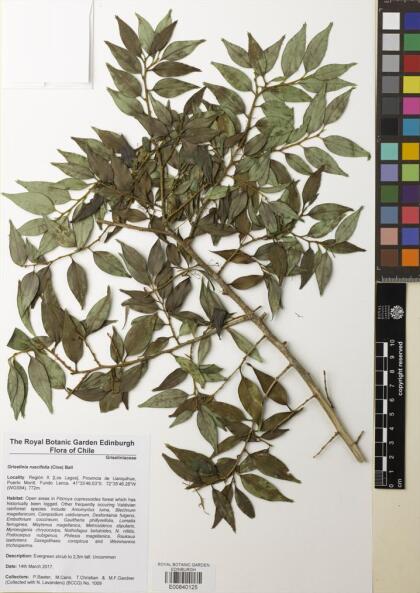 Griselinia ruscifolia [Espécimen: ]