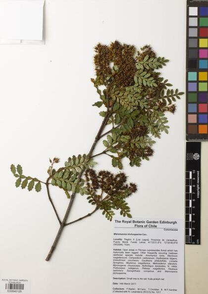 Weinmannia trichosperma [Espécimen: ]