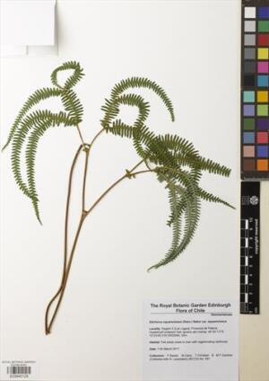 Sticherus squamulosus [Espécimen: ]