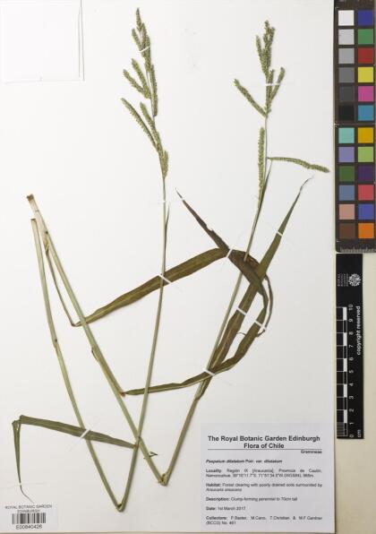 Paspalum dilatatum [Espécimen: ]