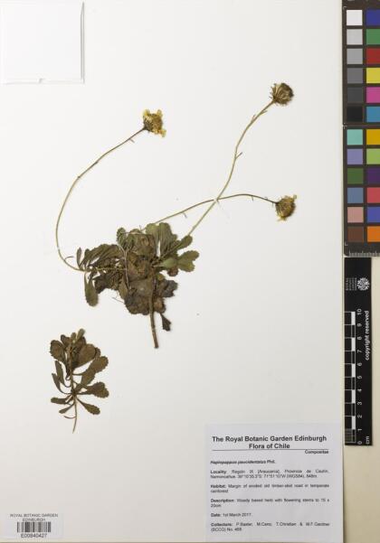 Haplopappus paucidentatus [Espécimen: ]