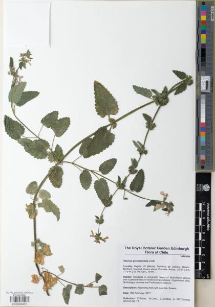 Stachys grandidentata [Espécimen: ]