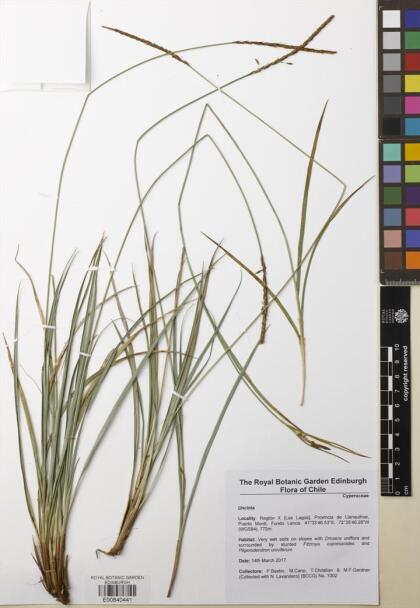 Carex bonariensis var. bonariensis [Espécimen: ]