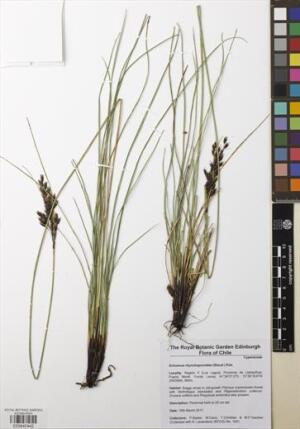 Schoenus rhynchosporoides [Espécimen: ]