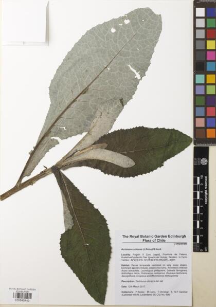 Acrisione cymosa [Espécimen: ]