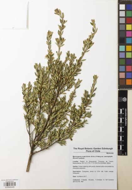 Myrceugenia ovata var. nannophylla [Espécimen: ]