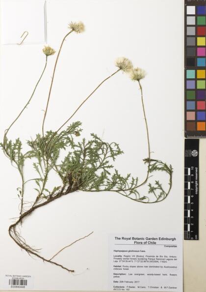 Haplopappus glutinosus [Espécimen: ]