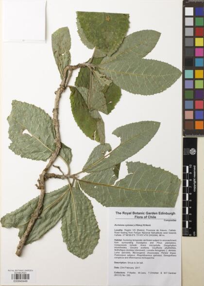Acrisione cymosa [Espécimen: ]