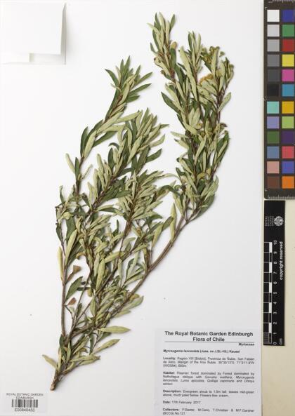 Myrceugenia lanceolata [Espécimen: ]