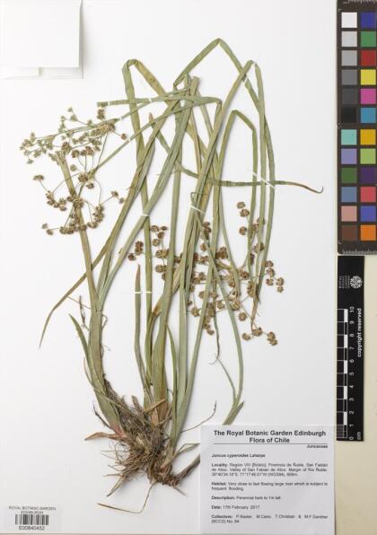 Juncus pallescens [Espécimen: ]