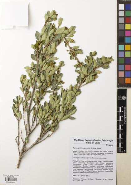 Myrceugenia chrysocarpa [Espécimen: ]