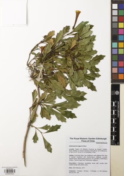 Desfontainia fulgens [Espécimen: ]