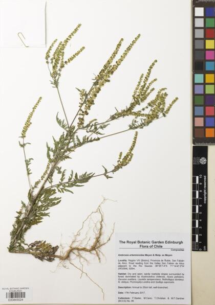 Ambrosia artemisioides [Espécimen: ]
