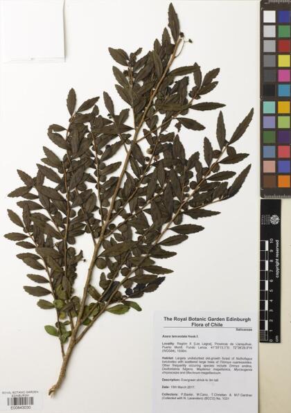 Azara lanceolata [Espécimen: ]