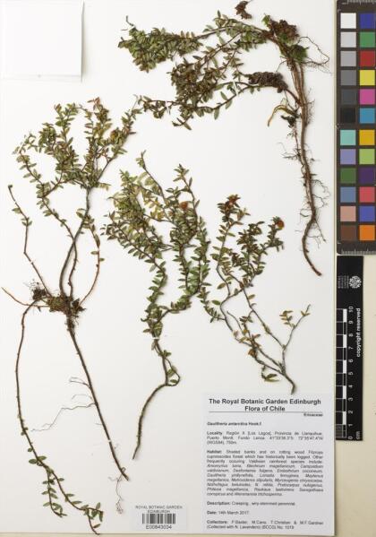 Gaultheria antarctica [Espécimen: ]