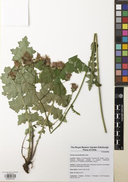 Perezia prenanthoides [Espécimen: ]